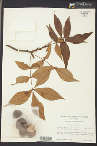 Carya texana image