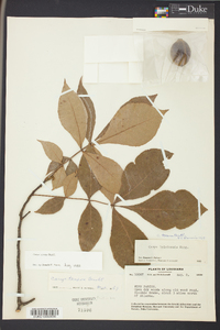 Carya texana image