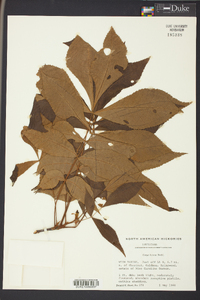 Carya texana image