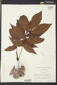 Carya texana image