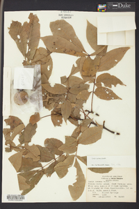 Carya texana image