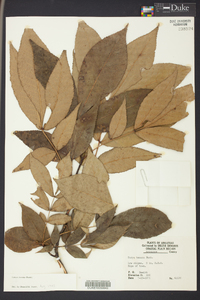 Carya texana image