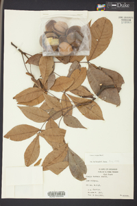 Carya texana image