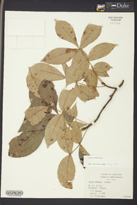 Carya texana image