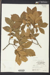 Carya texana image