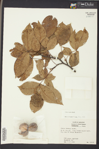 Carya texana image