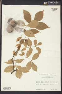 Carya texana image