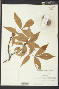 Carya texana image