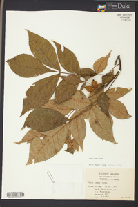 Carya texana image