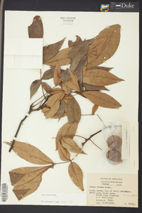 Carya texana image