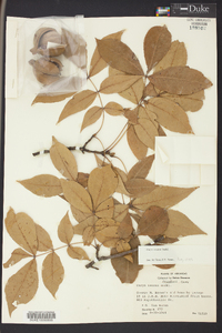 Carya texana image