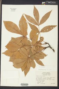 Carya texana image