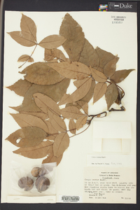 Carya texana image