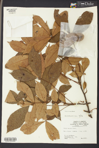 Carya texana image