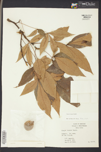 Carya texana image