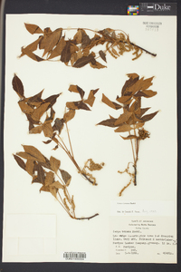 Carya texana image