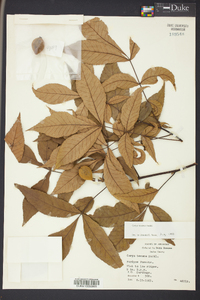 Carya texana image