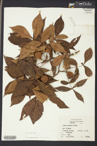 Carya texana image