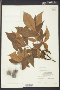 Carya texana image