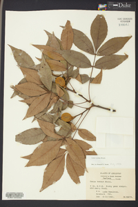 Carya texana image