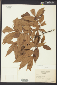 Carya texana image