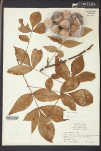 Carya texana image