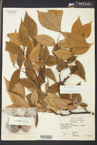 Carya texana image