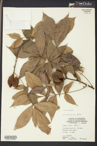 Carya texana image