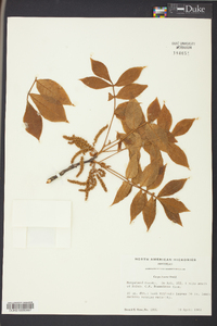 Carya texana image