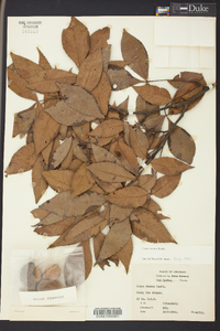 Carya texana image