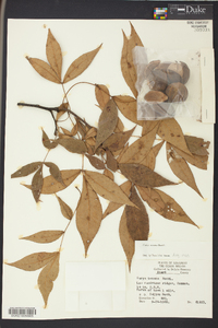 Carya texana image