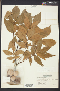 Carya texana image