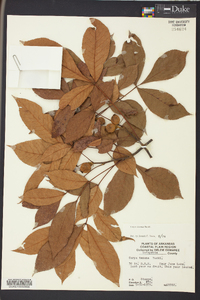 Carya texana image