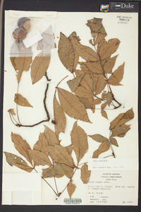 Carya texana image