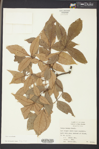 Carya texana image