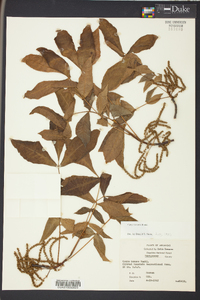 Carya texana image