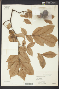 Carya texana image