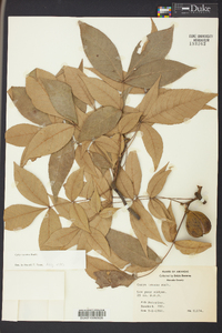 Carya texana image