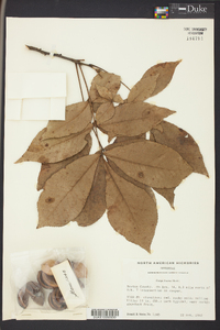 Carya texana image