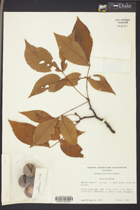 Carya texana image