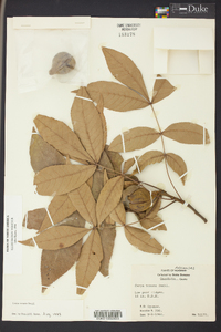 Carya texana image