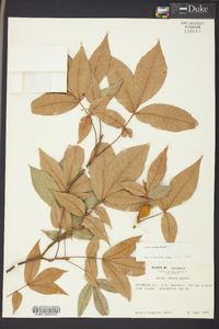 Carya texana image