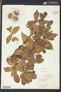 Carya texana image