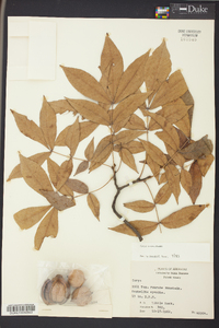 Carya texana image