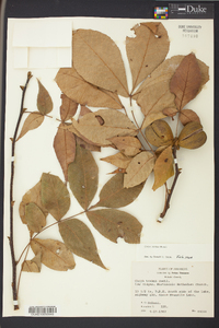 Carya texana image