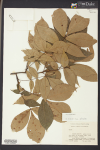 Carya texana image