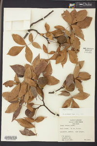 Carya texana image