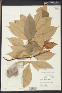 Carya texana image