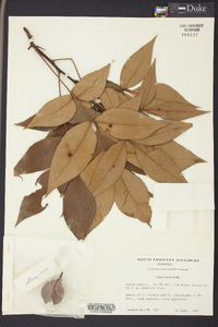 Carya texana image