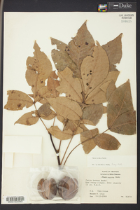 Carya texana image